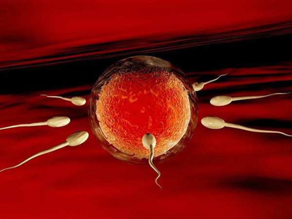 做試管是取精卵在體外受精