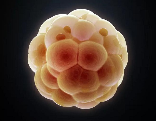 打绒促性素卵泡变小说明在排卵