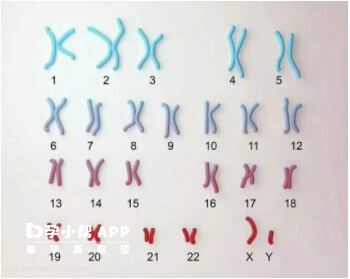 正常人有46條共23對染色體