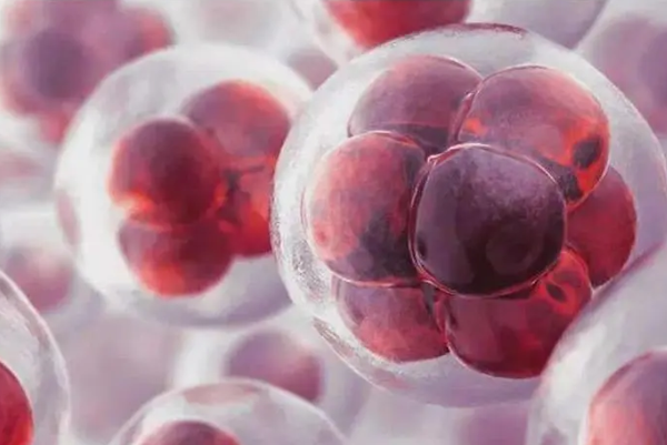 囊胚適合年齡大的患者