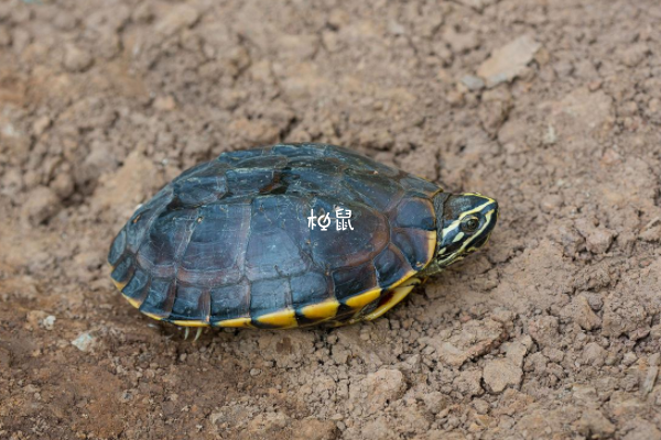 孕婦養烏龜可能會感染寄生蟲