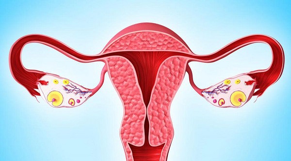 美诺孕有促进卵泡成熟的作用