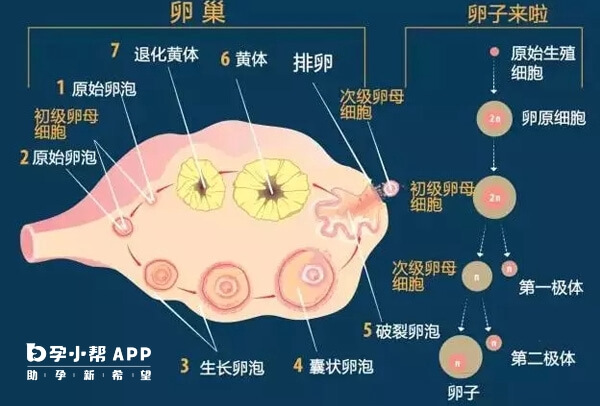 卵泡发育分为四个阶段