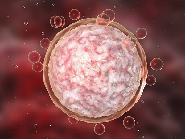 美諾孕有促進卵泡成熟的作用