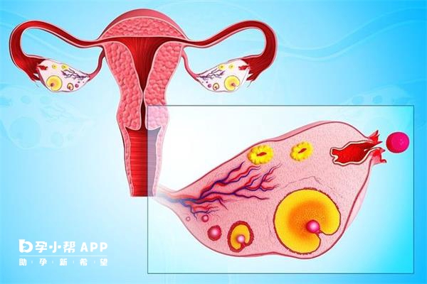 amh下降說明卵巢衰退