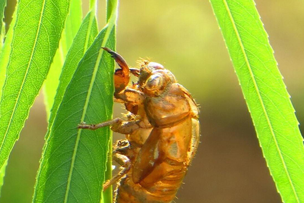 蝉蜕有清热的功效