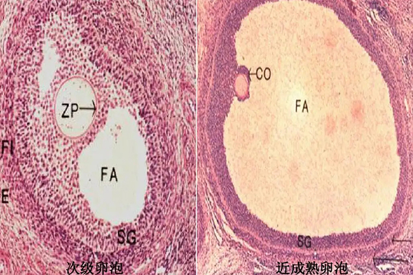 次級卵泡發育狀態