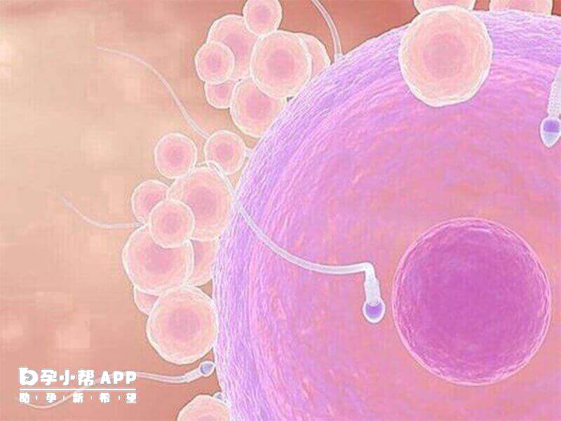 肌醇有幫助卵子提升質量