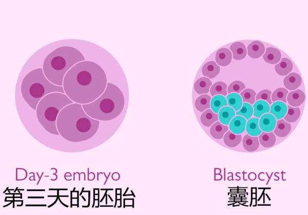 鮮胚就是第三天胚胎