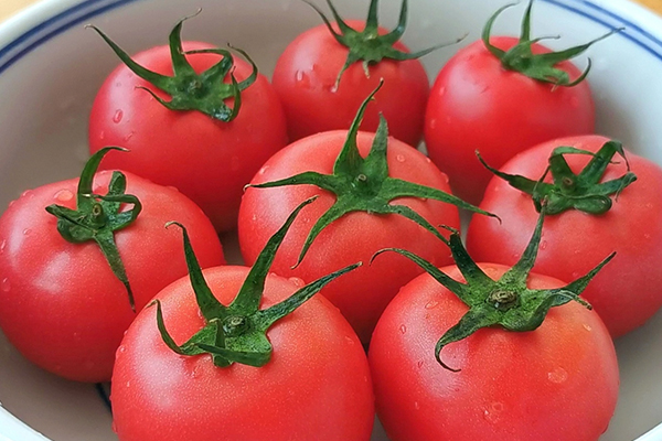 番茄属于凉性水果