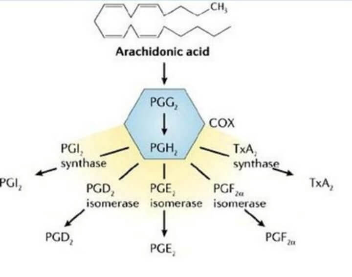 前列腺素結構圖