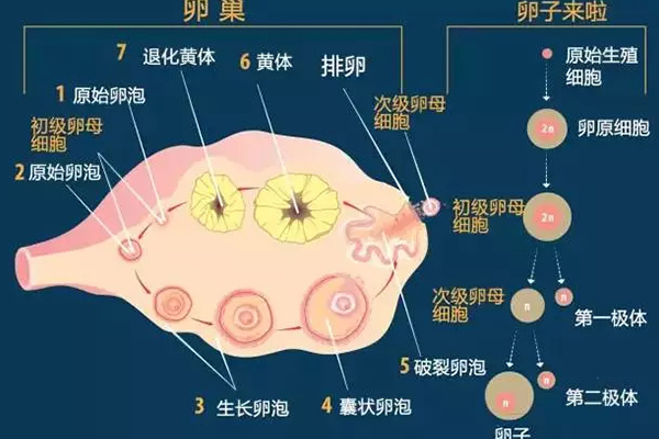 卵泡整個生長髮育過程