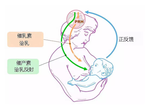 催乳素高會影響到懷孕