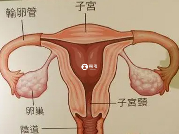 子宮切除後卵巢功能會衰竭