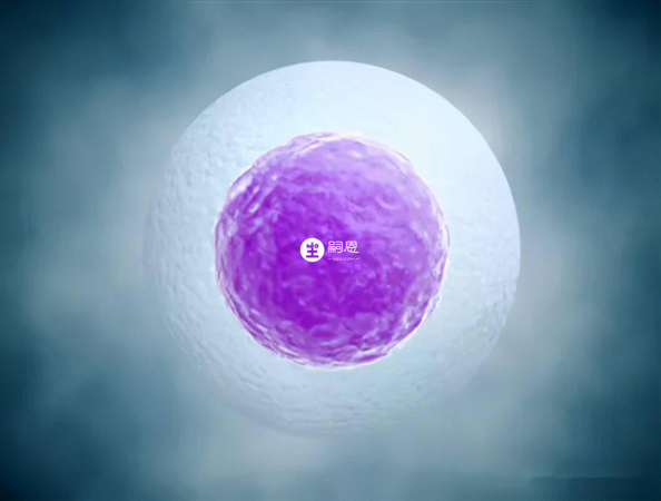 卵泡是指女性卵巢内存在的一种物质