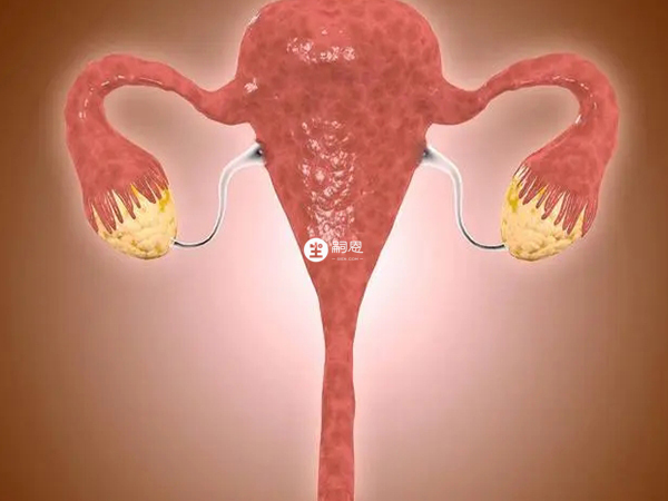 黄体酮是卵巢分泌的具有生物活性的主要孕激素