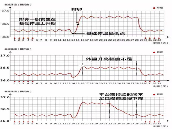 排卵期体温呈高低两相变化