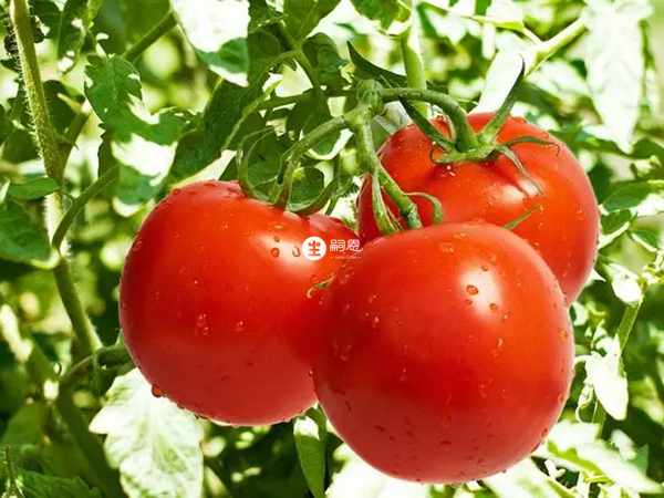 西红柿对保养皮肤具有很好的作用