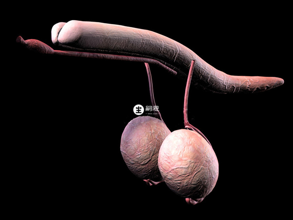 精囊产生的凝固因子促进精液凝固