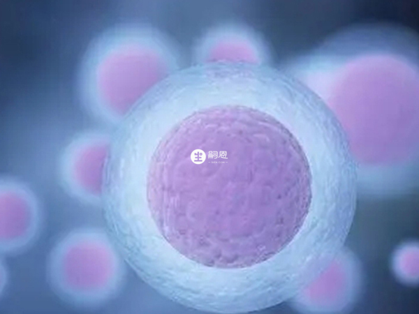 培卵素能够提高卵子的质量和活力