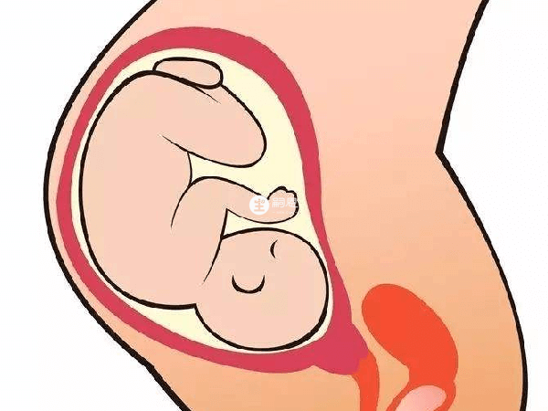 胎位指的是胎儿在母体内与母体骨盆的关系