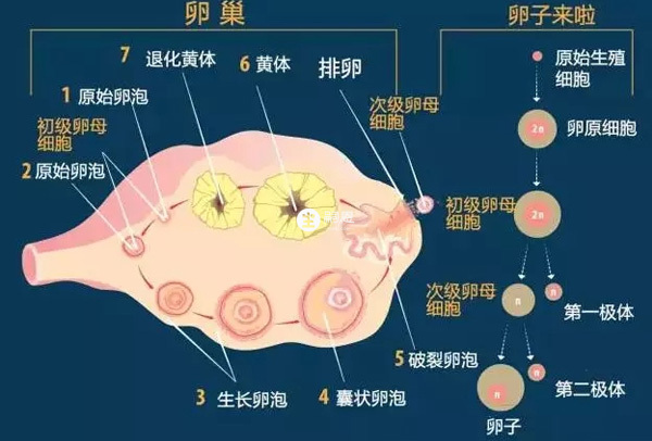 卵泡發育的四個階段特徵對比圖