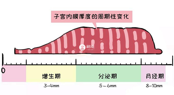 子宫内膜厚度周期性变化