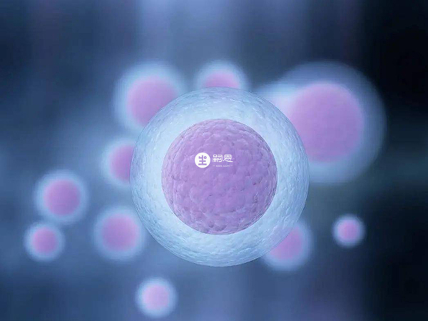 冷冻胚胎受孕成功率略会低于新鲜胚胎