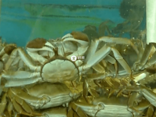 死螃蟹含有有毒的组胺物质