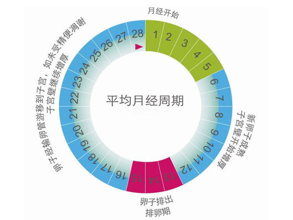 amh值順著月經週期會有些許變動