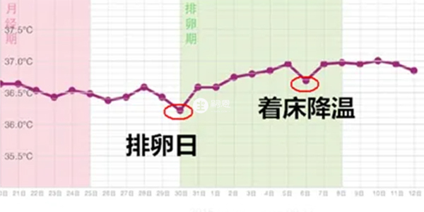 著床後體溫變化