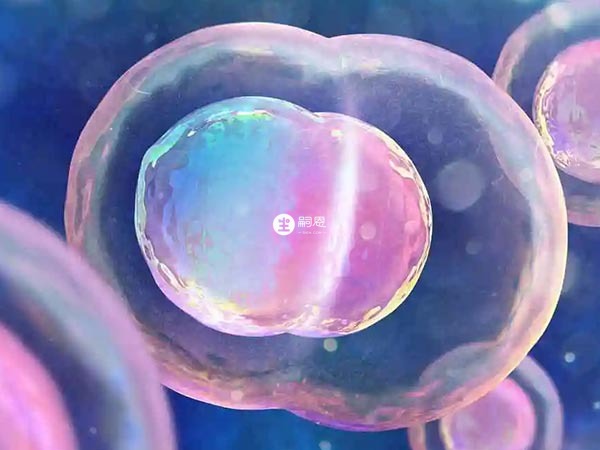 鲜胚培养两天就是四细胞的优质胚胎