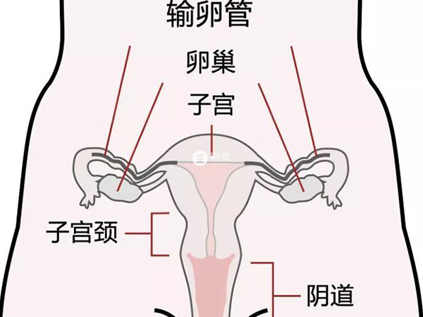 子宮切除時不一定會切除卵巢