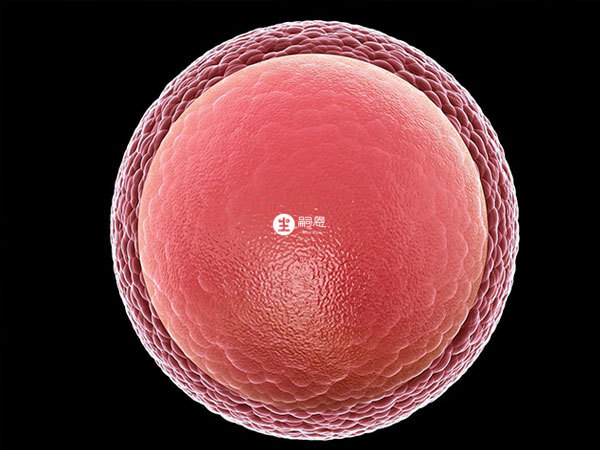 卵泡发育会经过四个阶段