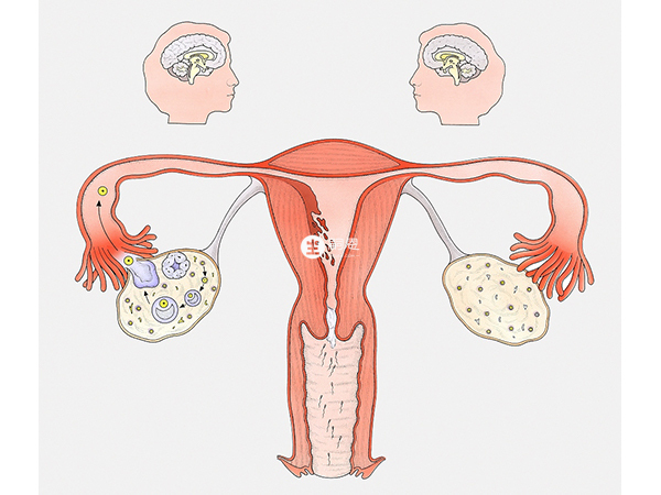 子宮內膜異位症的患者禁用倍美力