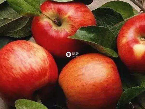 苹果里面富含很多人体所必须的维生素