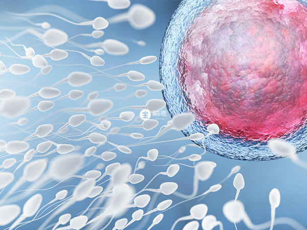 胚胎在子宫内游走