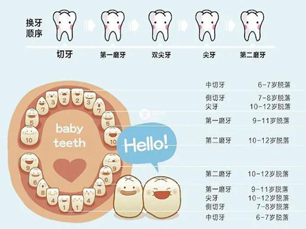 兒童換牙時間順序表