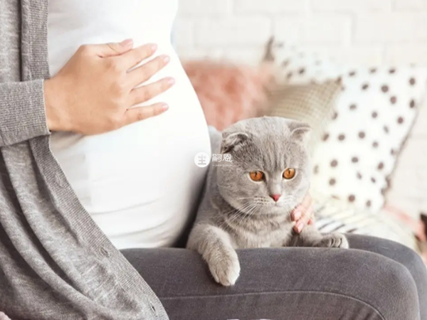 猫跟着孕妇走预示生男还是生女