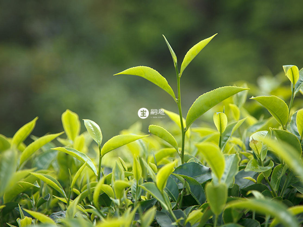 喝茶不利於產後排便