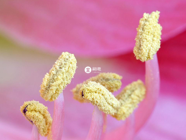 花粉過敏可能會導致嬰兒長溼疹