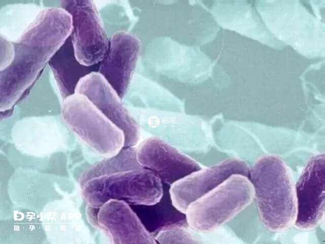 发酵乳杆菌是中国批准的7种益生菌品种之一