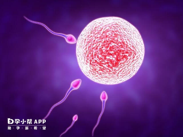 次級精母細胞是由初級精母細胞分裂的