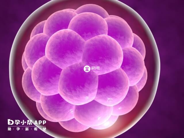 1至2期的囊胚属于早期囊胚