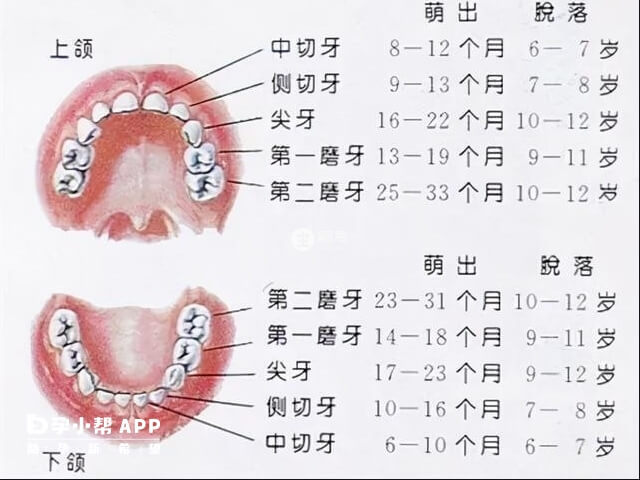 儿童换牙齿的时间和顺序