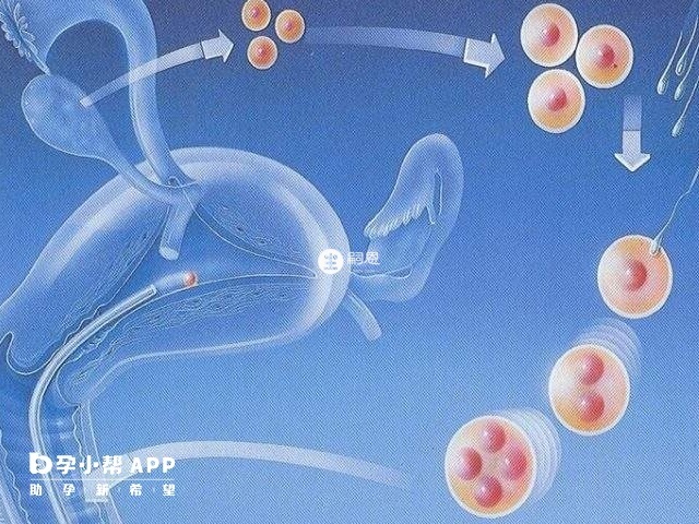 一定試管流程圖