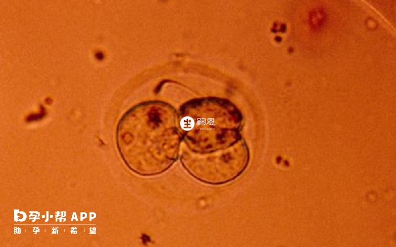 正在母亲体内分裂的受精卵