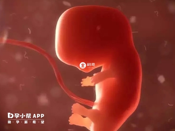 胚胎质量差容易导致胎停育