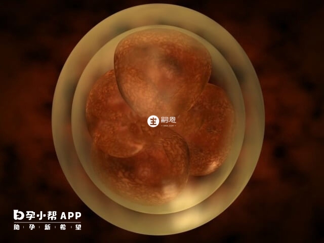 胚胎質量會影響雙子宮做試管成功率