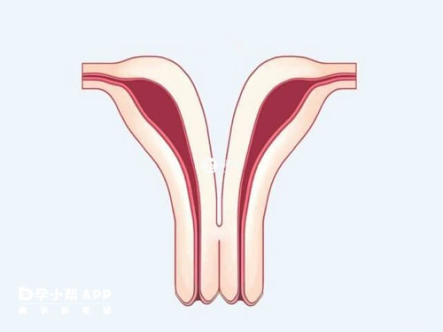 雙子宮做試管一次懷孕成功率因人而異